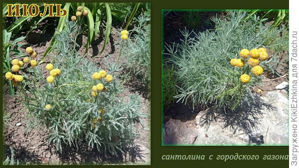 Вот  как они сейчас  выглядят в хороших руках в нашем климате... А мои- чего-то не  получились... Увы!  Значит предстоит ещё один опыт :)