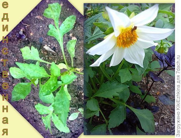 Вот он, первый цветочек единственного кустика однолетних георгин...