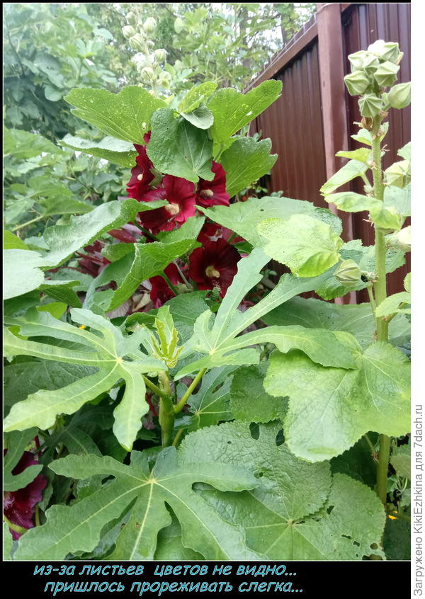 Моя простая шток-роза бордовая, с малиновым отливом...