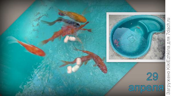 Фото  первого дня,сразу после установки пруда