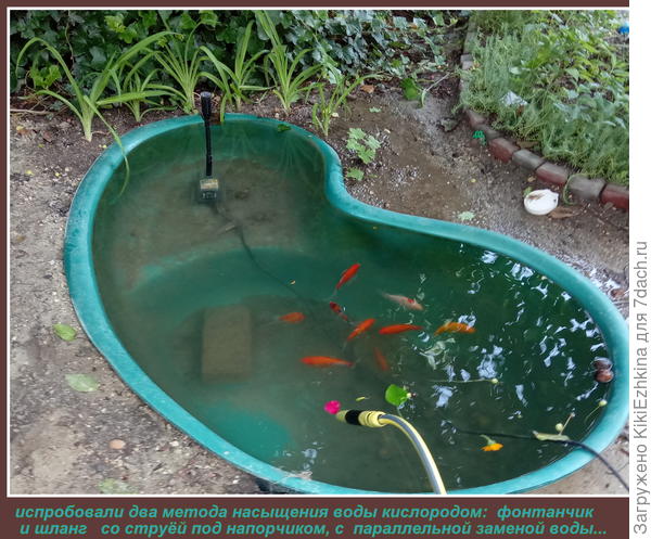 Два с половиной  месяца  рыбки продержались, как-то адаптировались,  и вдруг- 13 июля - вытаскивание пруда из земли!!!