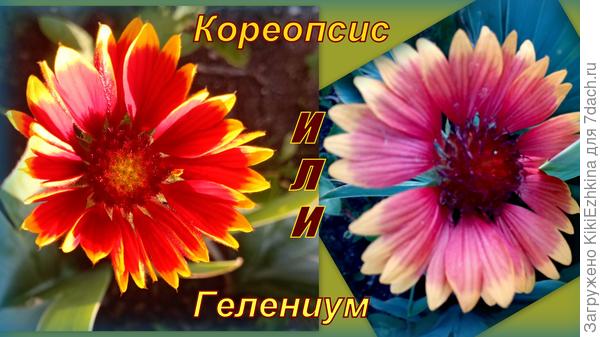 Наверное  взошли,  скорее всего  купленые семена: Гайлардия Яшма...