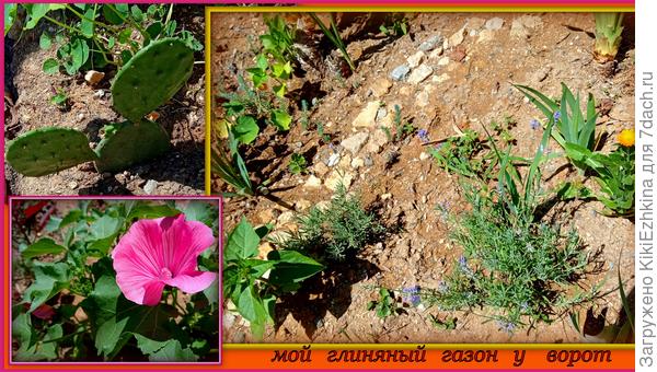 Ешё в начале  июня тут стояла густая  поросль насеянного газона высотой к 60 см приблизительно...