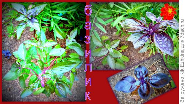 Первый  выращенный  мною базилик,  планирую повторить этот опыт на будущий год...  Однако всхожесть меня  удивила: несколько семян!!!