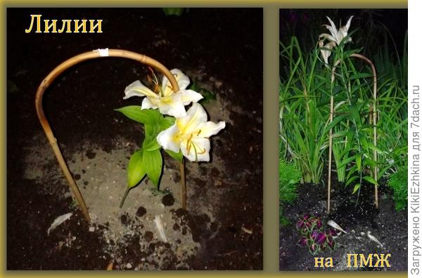 Высадила все в разные места сада- чтобы они друг дружке не мешали красоваться :) Лепестки сейчас уже сбрасывают... А вот как зацветут на следующий год? В какие сроки?