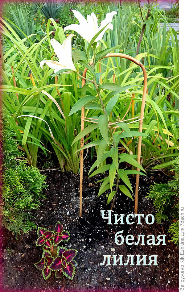 Эту  самую  простую лилию  высадила  третьим номером...