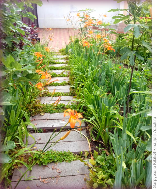 Справа- молодые  закупленные инжиры-пока подростки 4 штуки,  а слева  уже  взрослый  плодоносящий инжир молодой 4-х летний....