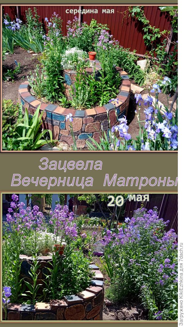 начало  цветения Вечерницы Матроны