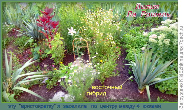 Ла Рошель по центру моей прямоугольной клумбы...