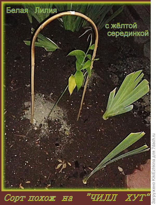 В этом году уже отцвела... запечатлеть не успела... Буду ждать следующего сезона,чтобы всё-таки определить её имя...