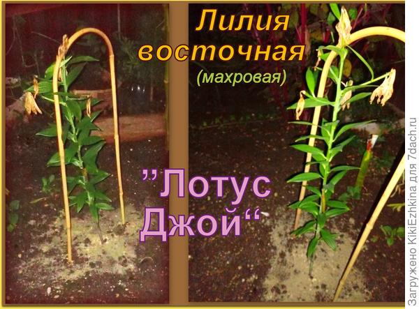 Как в будущем сезоне, Даст Бог, благополучно зацветёт- можно будет сравнить с сортовыми образцами :)