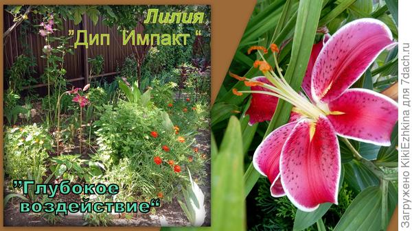 Похоже вот с этим названием определилась я... Теперь остаётся только мечтать в ожидании следующего сезона... Тут уже возникают вопросы- как они зимуют? Не вымерзают ли? Не выпревают ли?