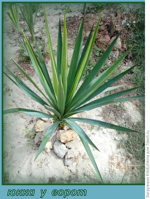 Вот этот экземпляр возбудил их интерес... Молодой  подросток, который я  пока регулярно стригу...