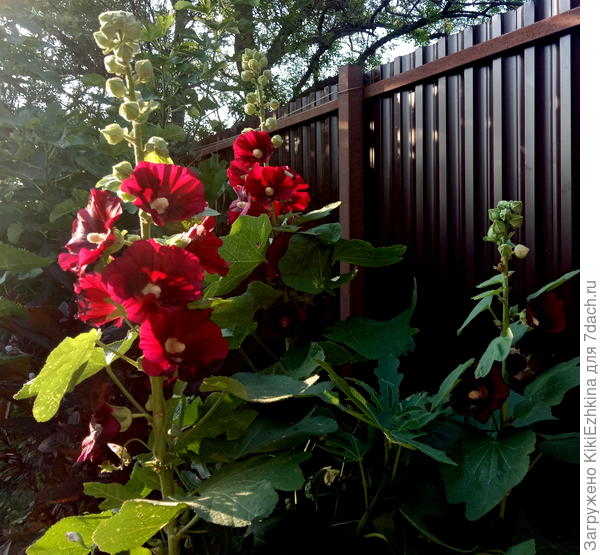 Очень  нравятся  мне эти шток-розы на закате!