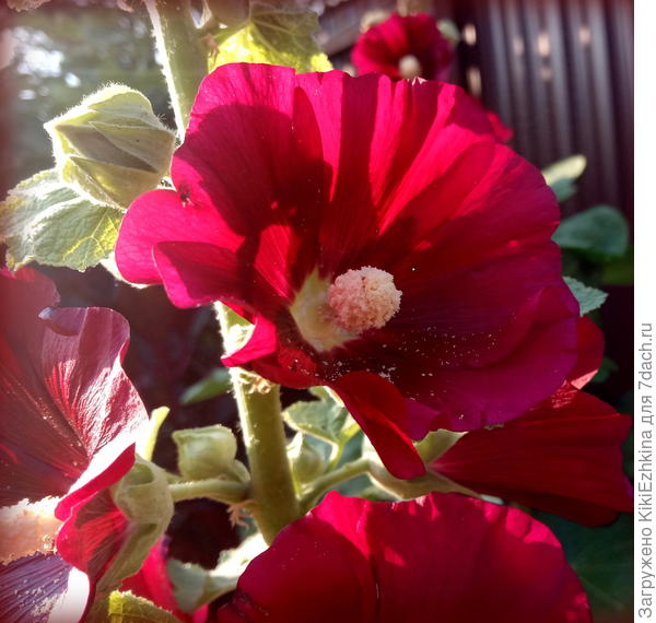 Название  не подскажете?  Кажется на ваш сорт чуть-чуть не похожа  моя  шток-роза?