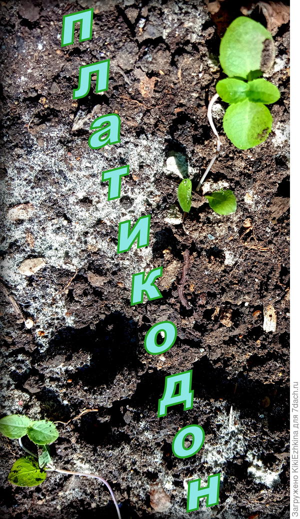 Дождусь  ли в этом сезоне цветения?