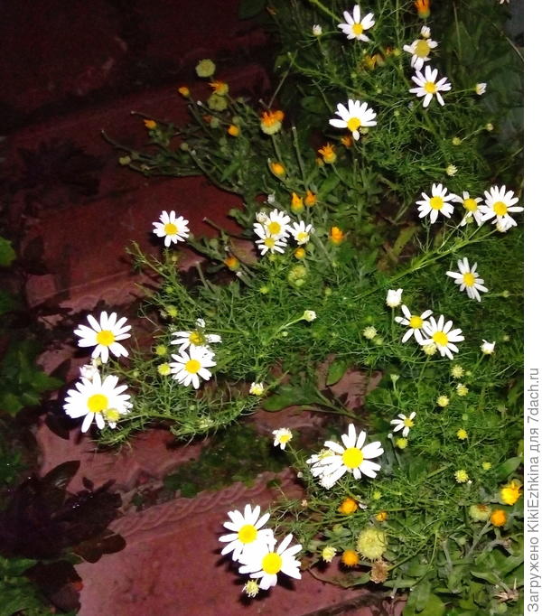 Вот она -сама выросла и  склоняется в сторону дорожки без малейшего смущения...