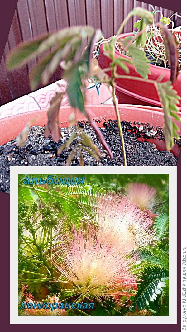 На нижнем  фото цветущая  на улицах Севастополя альбиция...  На верхнем  фото- мой молодой росток  с весны  этого года... Каждый  вечер листики складывает... Когда  он был ещё проростком и сложил свои листики- я  испугалась,что росток  заболел и собрался умирать... Оказалось-нет! Так он укладывается спать на ночь... :)