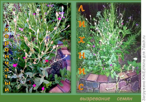 Когда же  настанет правильное время  для  сбора этих семян?