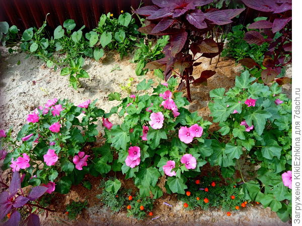 Лаватера  недельной давности, а   после подкормки золой- вообще  сегодня все  верхушки кустов в  цветочках!