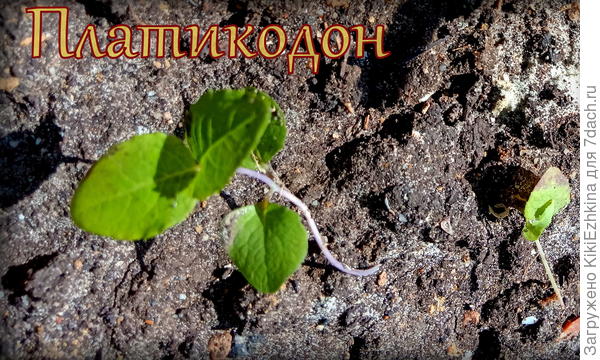 Никак я  его  не  могу укрепить и  укрупнить... Всё  какой-то червячок...