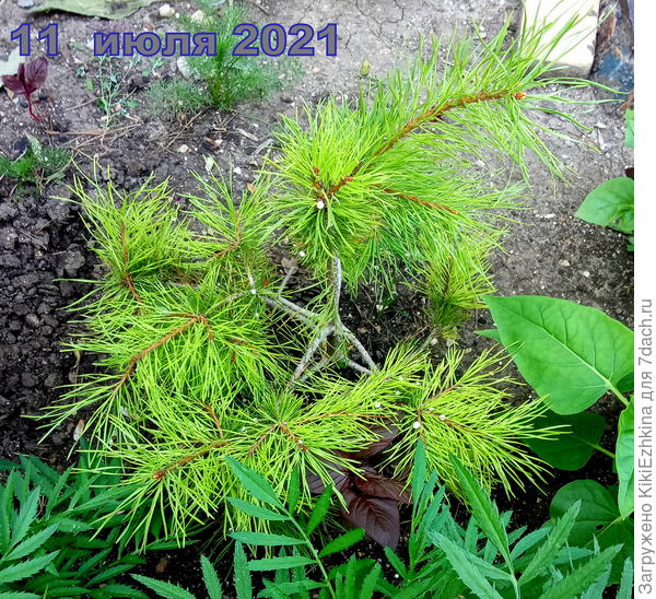 Наблюдала  за сосенкой,как она  растёт в этом году- радовалась,  и  вдруг сегодня  увидела на нижней части  веток - сухие  иголки...Тут-то мне и  поплохело! Присмотрелась к  корням: прямо к стволу повыше уровня земли подсыпана  кучка этого чёрного грунта с какими-то белыми вкраплениями...  Пришлось срочно  отгребать всё это от корневой  шейки  и  скоренько  проливать на всякий  случай- если он туда ещё  и  птичьего помёта  накидал!!!  Натворил- ещё  и не признаётся!-НИЧЕГО НЕ ДЕЛАЛ!!! - а оно там  лежит  очевидное и  по цвету от остальной почвы отличается,да  ещё и  насыпано выше точки роста на  5 см!!!  Не знаю- удастся  ли  спасти и  вовремя  ли  я  вмешалась..Не  знаю как теперь спасать сосенку!