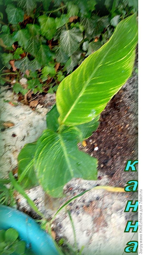 Вот  эту  я высадила на заднем  плане своего маленького бассейна...