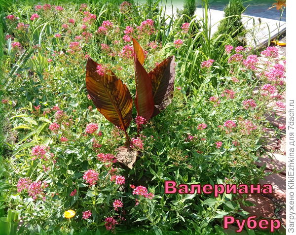 Пусть её  9  корешков удачно приживутся  на новом  месте, и хорошо бы  успели  ещё в этом  сезоне зацвести на новом  месте!