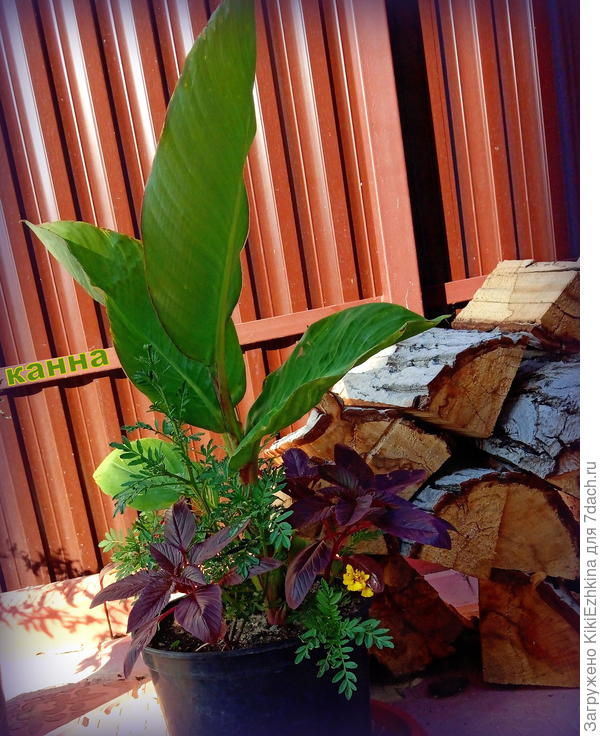 А  меня  мои новички в горшках  очень вдохновляют!