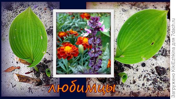 Первый листик  вашей  Хосты в разных ракурсах...   Такой  листик  к  какому сорту  относится?