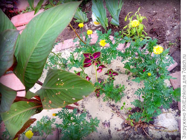 Вот тут  особенно заметны дырочки  на  листе  канны  и не знаю точно- мои улитки постарались или   наши водные процедуры вблизи цветов в самый солнцепёк!