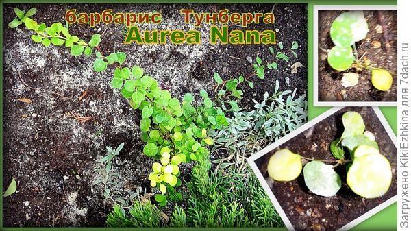 Барбарис -подросток и два малыша от него неподалёку...