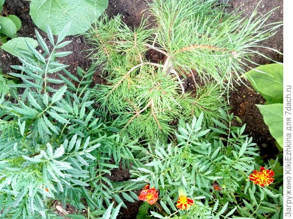 Вот она,моя  бедолага...  Два сезона стояла  одинокая на голом месте, а в этом году,после  подсыпки по краю кроны мешка торфа-сразу обзавелась соседями,которые  буйно разрослись :)