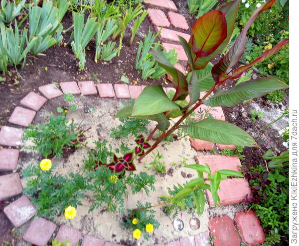 А  вот лимонные  мои пока ещё вот так скромненько  выглядят  сразу  после пересадки...