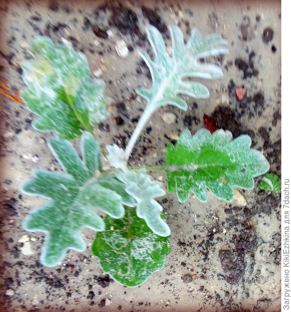 Вот такой кустик к 10 августа!