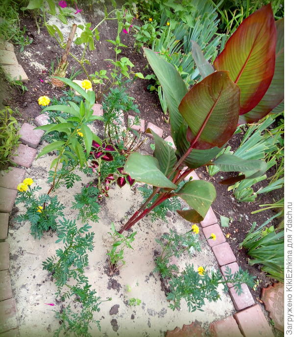 Оказывается  ещё  без намёка   на цветонос   она уже  вытянулась на 1 м 36 см...  Получается она не  сорта Американка , а  какой-то более рослый сорт