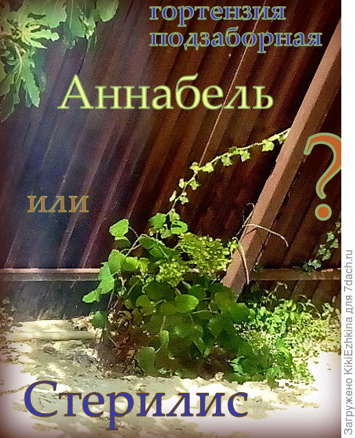 Вот  оно,это несчастное создание,  которому я  вынуждена  стать родной матерью!