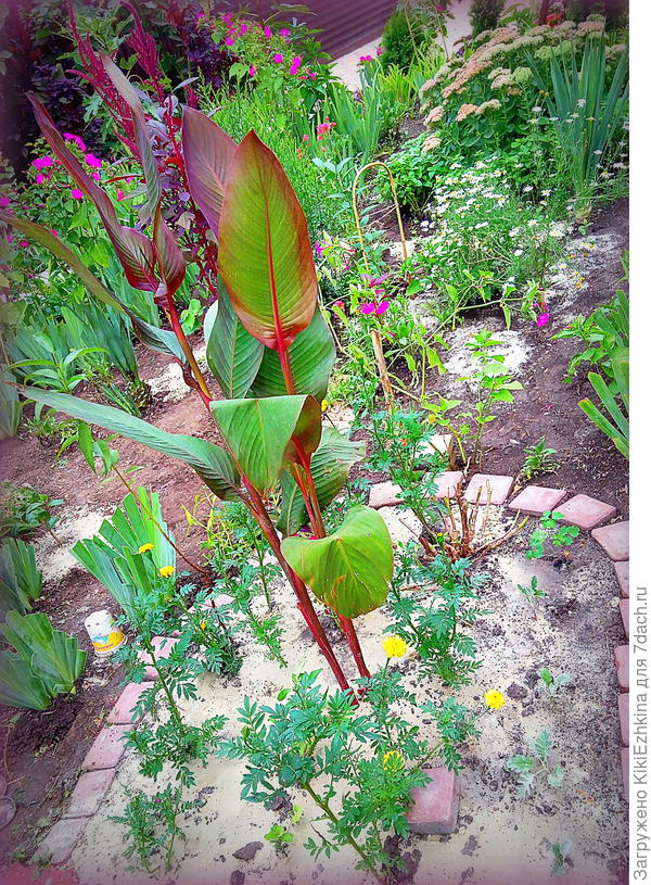 Канны в этом году-новички в моём саду...  Обсадила молоденькими компаньонами...