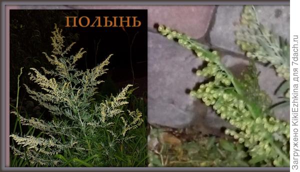 Дождалась я вот такого цветения  и  наконец-то  вырезала её  из цветника!