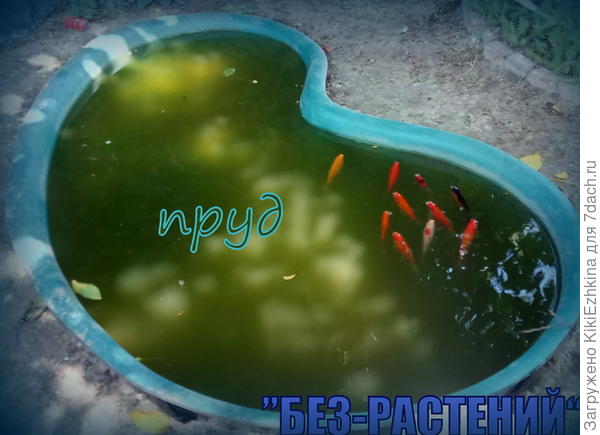 Через два месяца наша вода позеленела- начали придумывать разные способы  очистки...