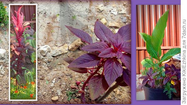 Мне  амаранты  не  мешают,хотя  растут  толпой  в  любом  уголке сада... Любую проблему  решает простая  прополка,там где они не нужны... А там, где  они  выживают-  веселят глаз...