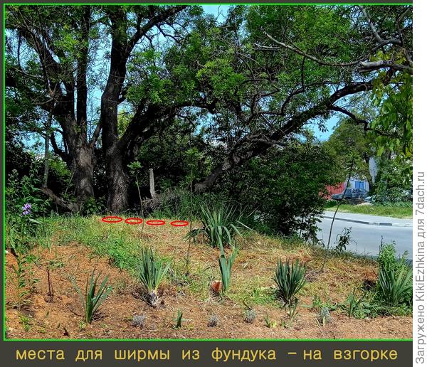 Вот он мой  диверсионный  план :)  Фотка майская, сейчас  там  всё  выглядит по-другому-траву уже повыполола, лаватера цветёт, бархатцы веселят глаз....