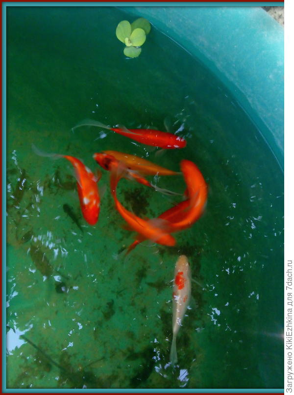 Кажется это вид карася...