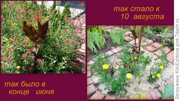 претерпевает постоянные  изменения...  Надеюсь  молоденький  персик  вам  удастся разглядеть на обоих снимках...