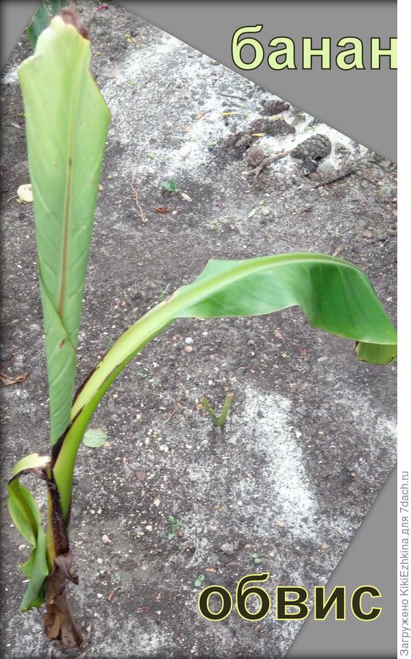 Нижний  лист  хотела оторвать-заметила осклизлость  - почему это  появилось и как это убрать?  Может марганцовочкой  полить-розовенькой?