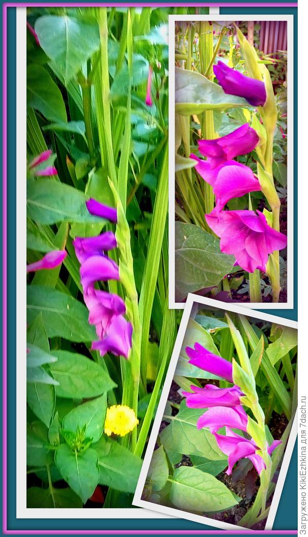 мой фиолетовый гладиолус во всех ракурсах...
