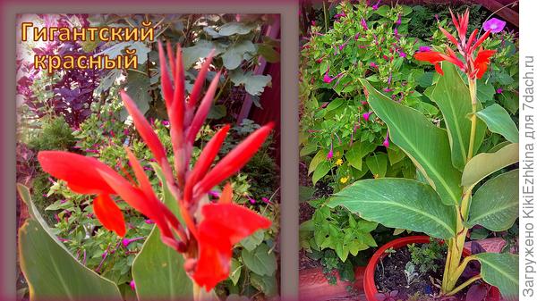 Похож сорт на CANNA  GIANT RED