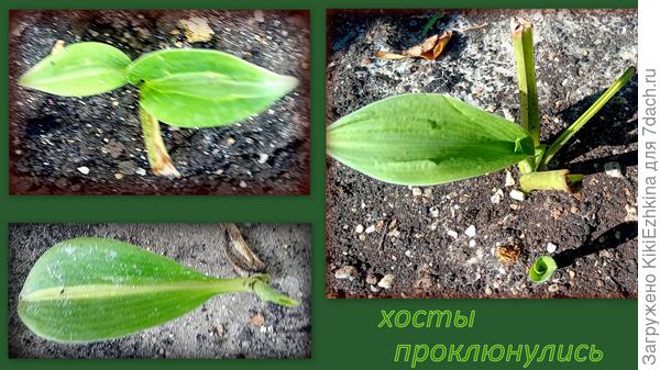 Пока  ещё  мне  не  понятно  кто  где  у меня  пророс, но очевидно Стриптиз  среди белополосочных  должен проявиться :)