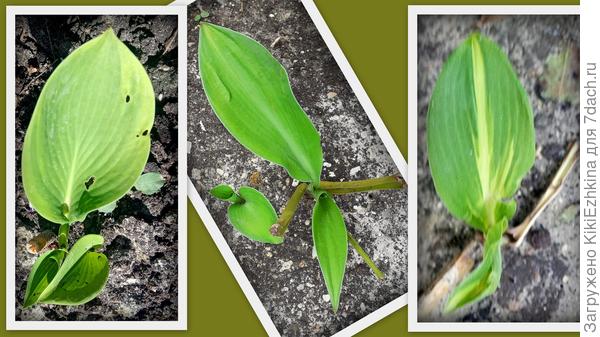 Пока  ещё не  все  корешки  дали  ростки- но  вот эти- среди первых...