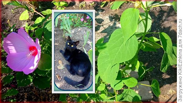 Название  сорта не  знаю...  Вижу,что  цвет  другой...